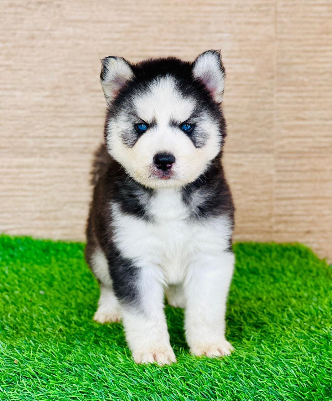 Buy Vaccinated  Siberian Husky Puppy from Chennai